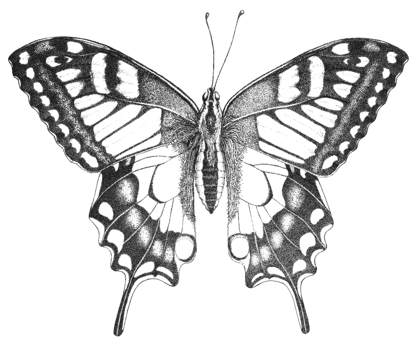 Entoma — Le Machaon (Papilio machaon), sérigraphie sur porcelaine, Jardins Ouverts 26