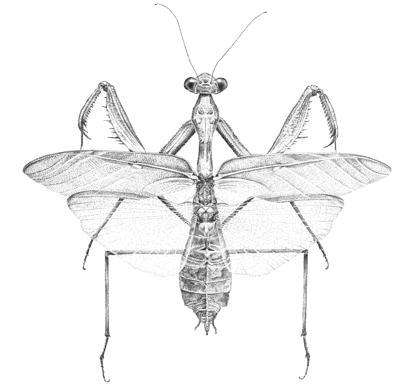 Entoma — La Mante religieuse (Mantis religiosa), sérigraphie sur porcelaine, Jardins Ouverts 26